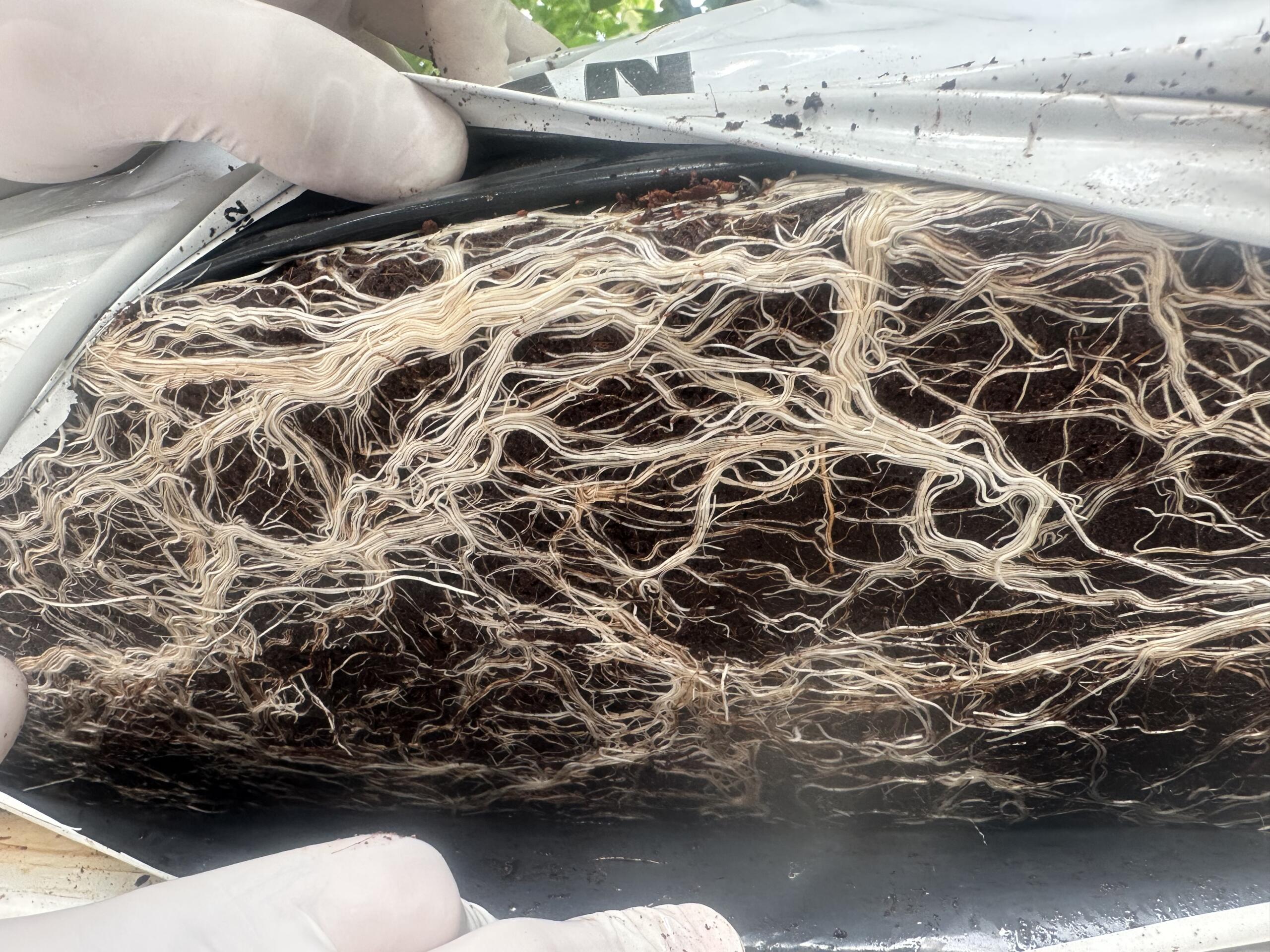 Toprak Hazırlığı